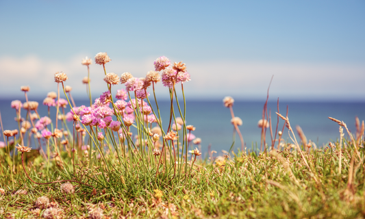 Embracing Spring's Renewal: A Journey Through Mindfulness and Self-Care